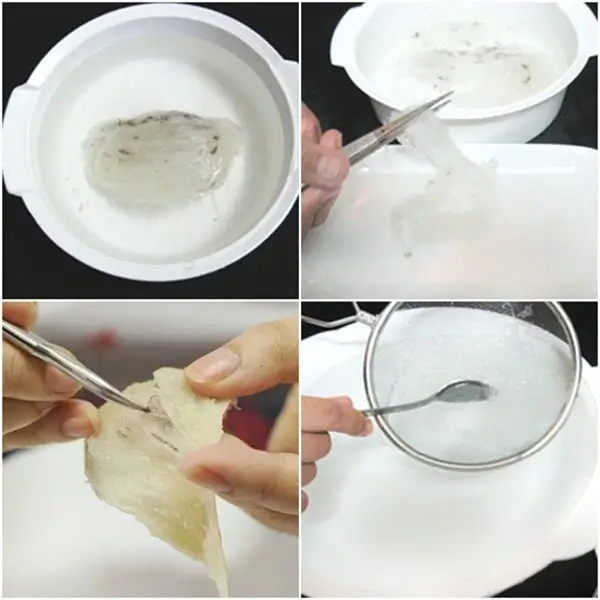 Tiến hành sơ chế yến thô để loại bỏ tạp chất trong yến sào - Cách chưng yến đúng cách tại nhà