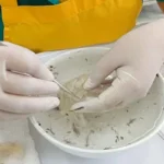 Cách Nhặt Lông Yến Nhanh Và Dễ Dàng – Hướng Dẫn Chi Tiết