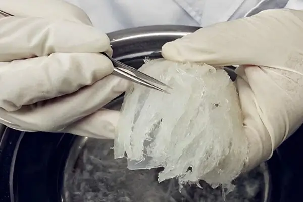 Phương pháp nhặt lông yến thủ công được sử dụng phổ biến hiện nay