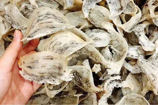 Có nhiều yếu tố ảnh hưởng đến giá yến thô chưa nhặt lông