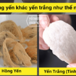 [Hỏi Đáp] Hồng yến khác yến trắng như thế nào?